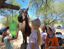 pony camp img005