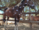 pony camp img007