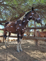 pony camp img007