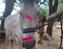 pony camp img020