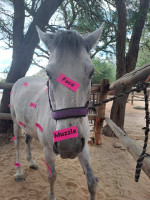 pony camp img020