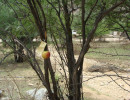 pony camp img037