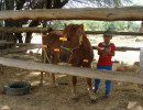 pony camp img039