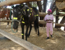 pony camp img040