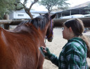 pony camp img041