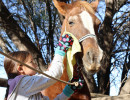 pony camp img045