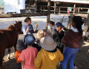 pony camp img049