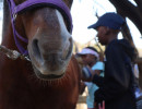 pony camp img054