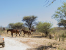pony camp img061
