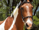 Geronimo