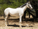 Lancelot