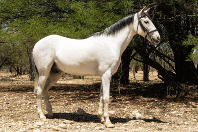 Lancelot