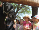 pony party img001