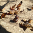 The Chickens