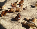 The Chickens