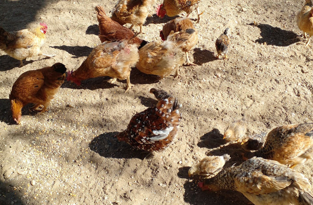 The Chickens