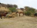 trails img041