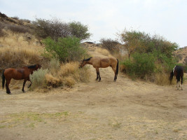 trails img041