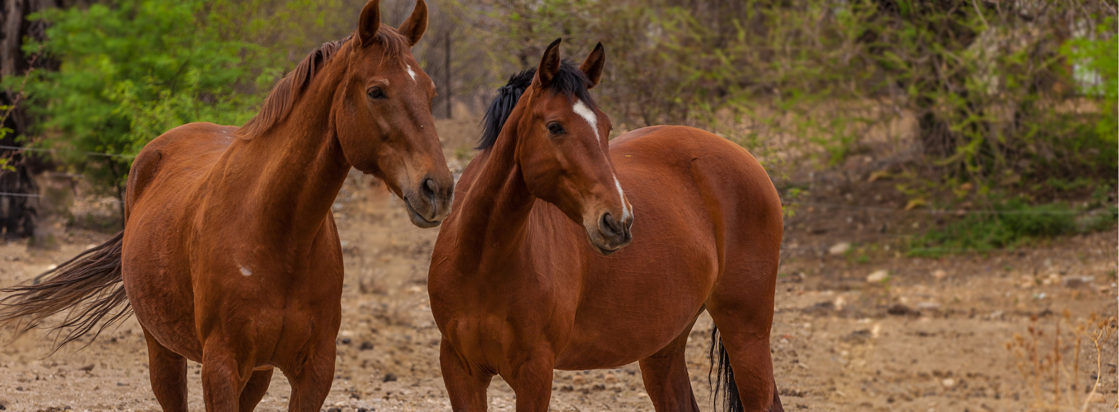 The Horses